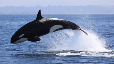 حيتان قاتلة