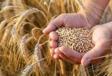  أسعار القمح قفزت  لأعلى مستوياتها منذ 2024