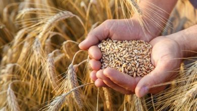  أسعار القمح قفزت  لأعلى مستوياتها منذ 2024
